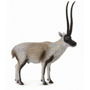 Chiru antilope tibetano collecta 2