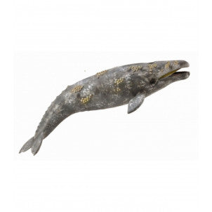 Ballena gris collecta 1