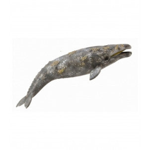 Ballena gris collecta 2