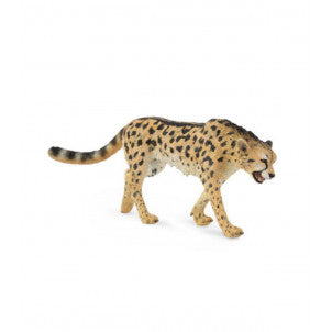 Guepardo collecta 2