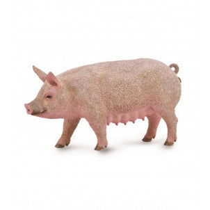 Cerda hembra collecta 1