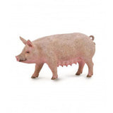 Cerda hembra collecta 2