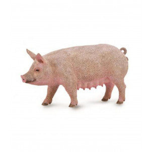 Cerda hembra collecta 2