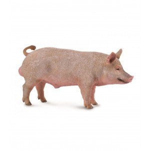 Cerdo macho collecta 1