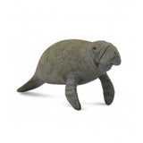 Manati collecta 2