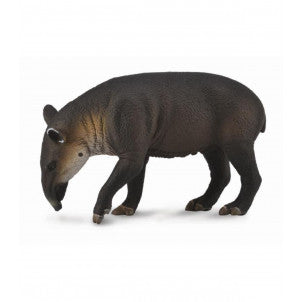 Tapir centroamericano collecta 1