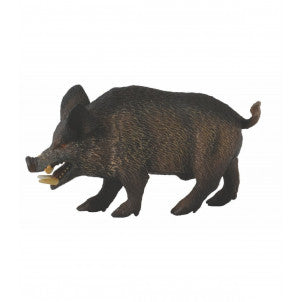 Jabali collecta 1