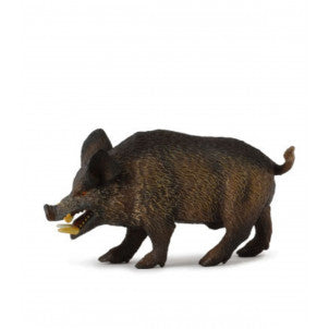 Jabali collecta 2