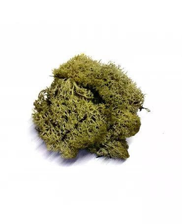 MUSGO Natural 100gr 1
