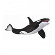 Orca collecta 1