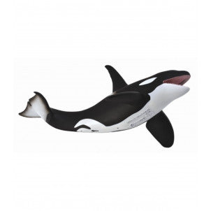 Orca collecta 1