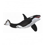 Orca collecta 1