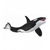Orca collecta 2