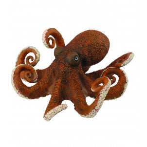 Pulpo collecta 2