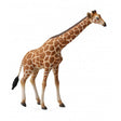 Jirafa collecta 1