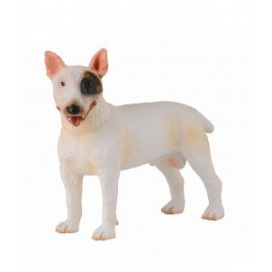Bull terrier macho collecta 1
