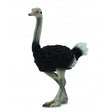 Avestruz collecta 1