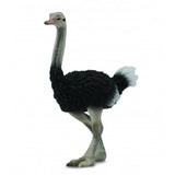 Avestruz collecta 1