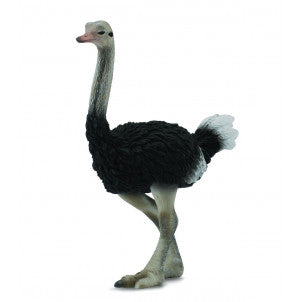 Avestruz collecta 1