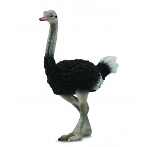 Avestruz collecta 2