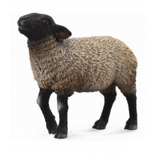 Oveja suffolk tipo ingles collecta 1