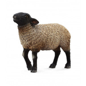 Oveja suffolk tipo ingles collecta 2