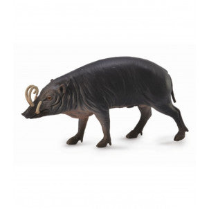 Babirusa collecta 1