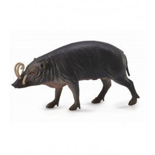 Babirusa collecta 2