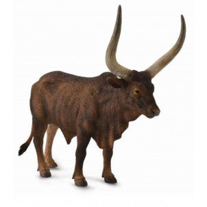 Toro watusi collecta 2
