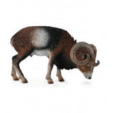 Muflon europeo collecta 2