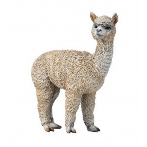 Alpaca collecta 1