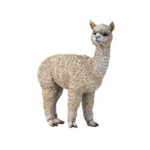 Alpaca collecta 2