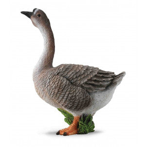 Oca collecta 1