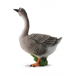 Oca collecta 2
