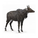 Nilgai collecta 1
