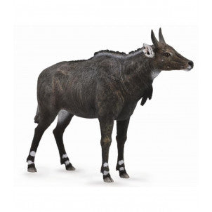Nilgai collecta 1
