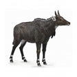 Nilgai collecta 1