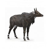 Nilgai collecta 2