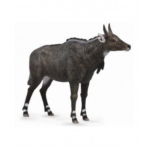 Nilgai collecta 2