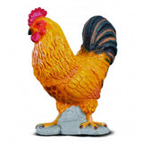 Gallo collecta 1
