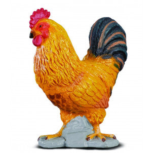 Gallo collecta 2