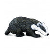 Tejon eurasiatico collecta 1
