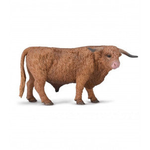 Toro de las tierras altas collecta 1