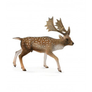 Gamo europeo macho collecta 1