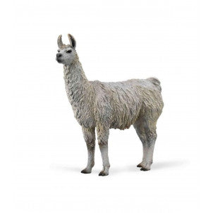 Llama collecta 1