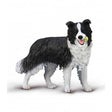 Border collie collecta 1