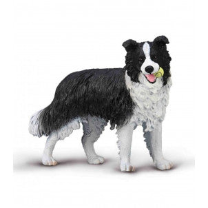 Border collie collecta 1