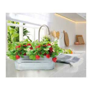 Cuenco zinc dulce fresa green warriors 2
