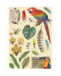 SILUETAS DE MADERA COLORES A5 Amazonia parrot 1