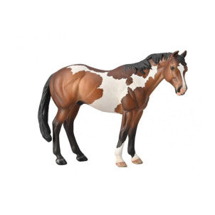 Caballo semental appaloosa bay overo collecta 1
